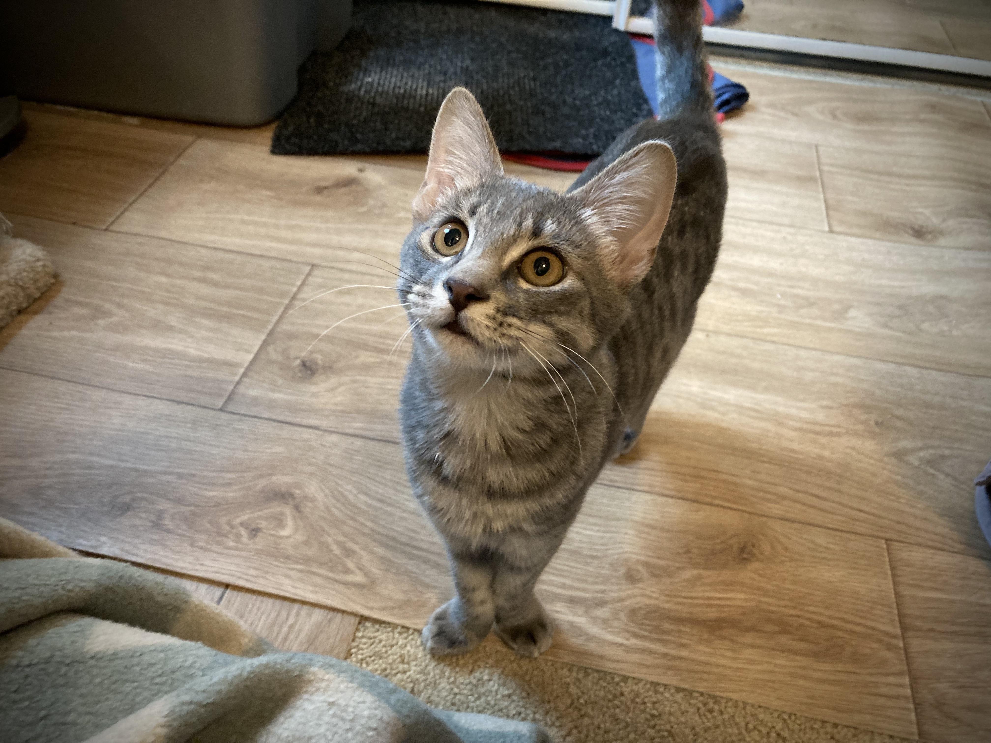 Ojo, a Adoptable Tabby in Tracy, CA image 6/6