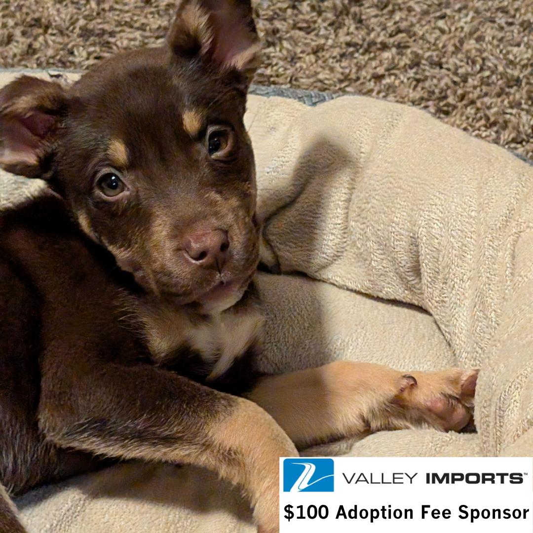 Enlarge Lia, a Adoptable mixed breed in Fargo, ND image 1/3