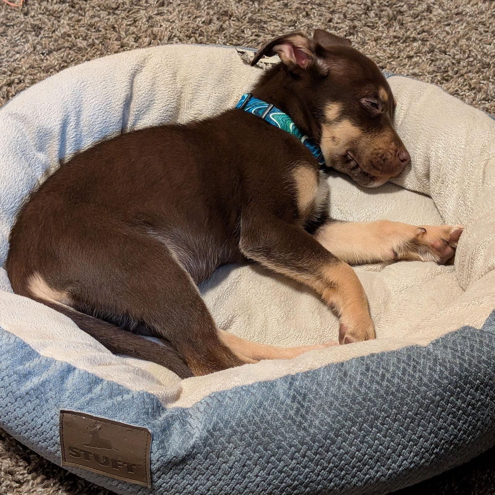 Enlarge Lia, a Adoptable mixed breed in Fargo, ND image 2/3