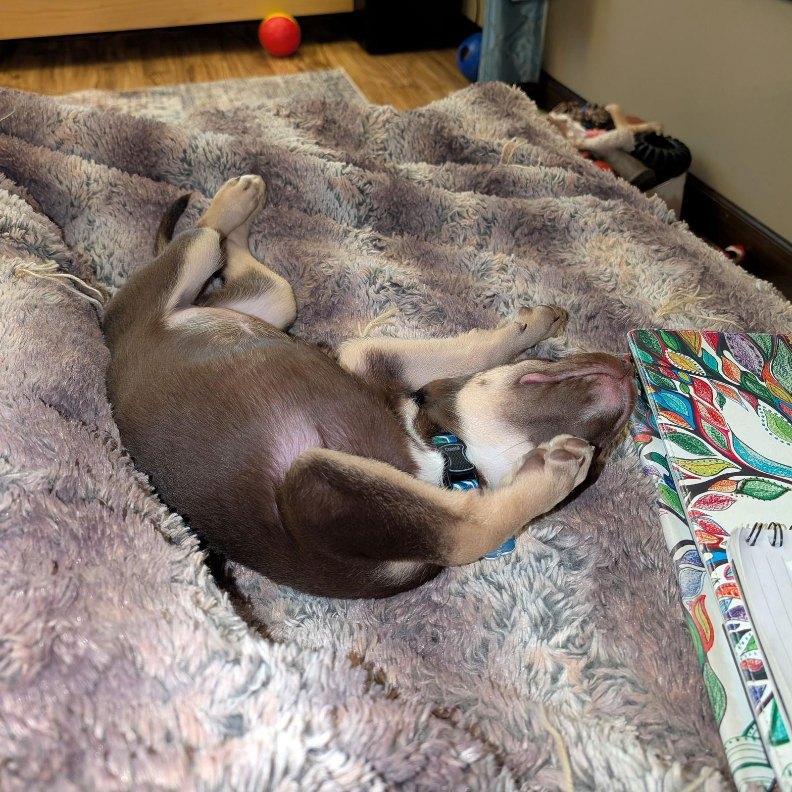 Enlarge Lia, a Adoptable mixed breed in Fargo, ND image 3/3