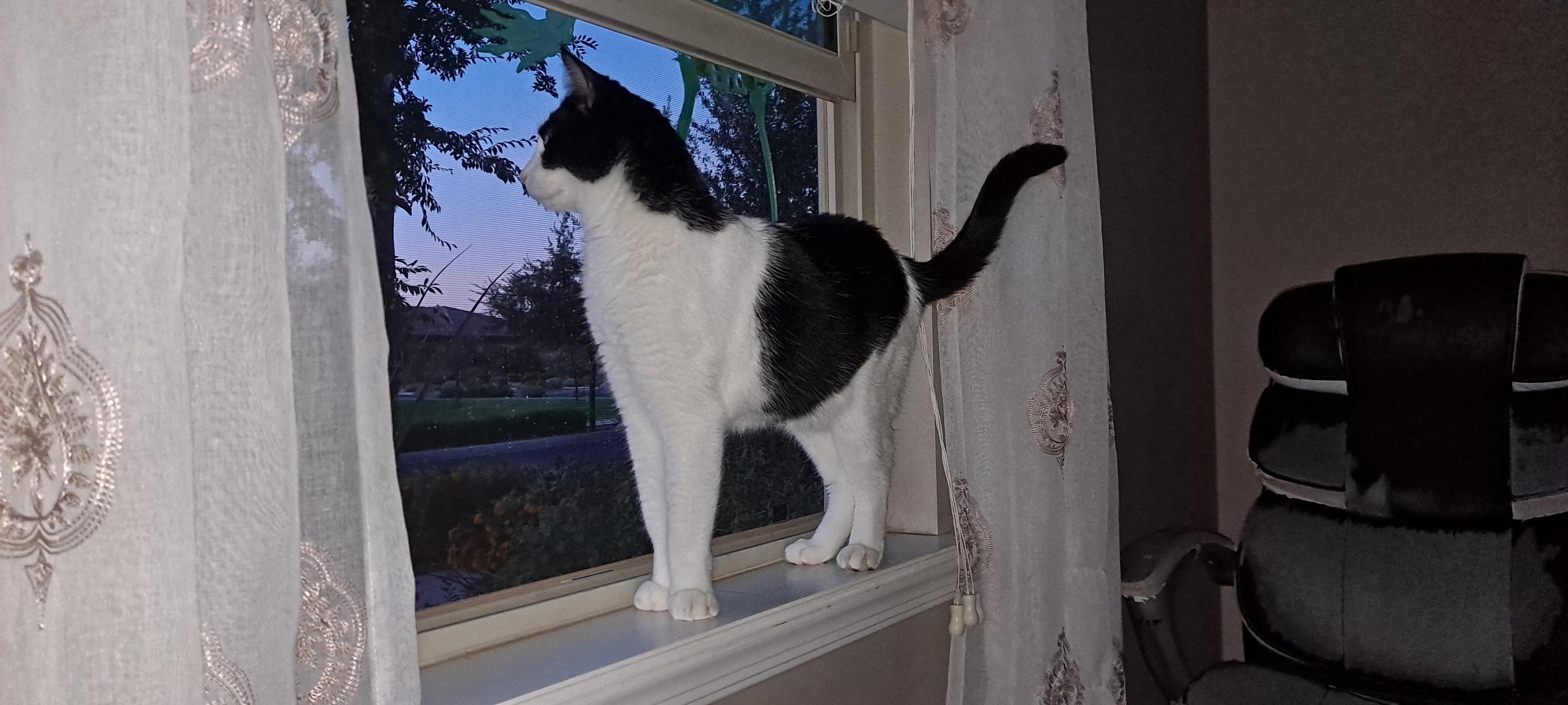 Dexter, Adoptable, Adult Male Domestic Short Hair.