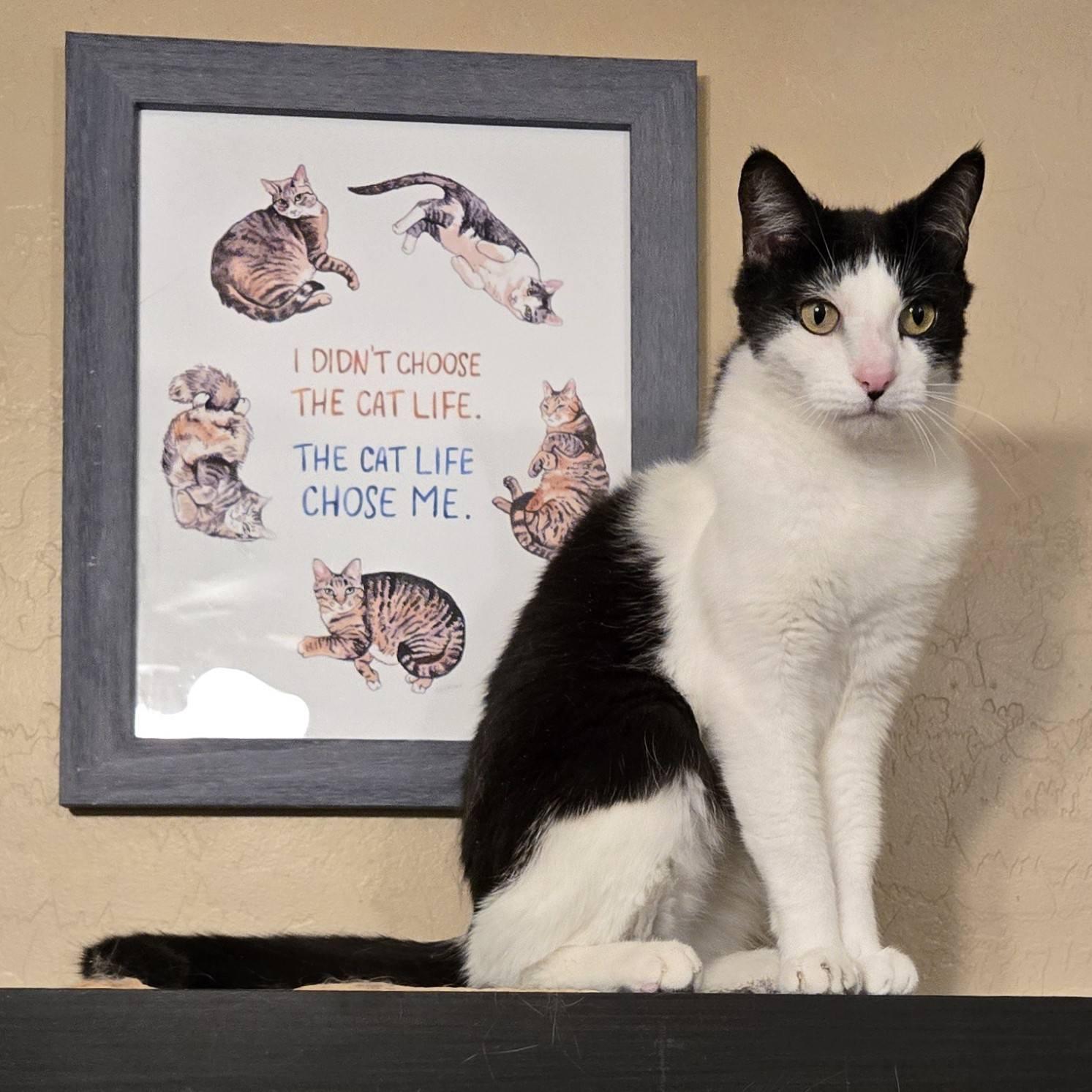 Enlarge Dexter, a Adoptable Domestic Short Hair in Queen Creek, AZ image 2/4