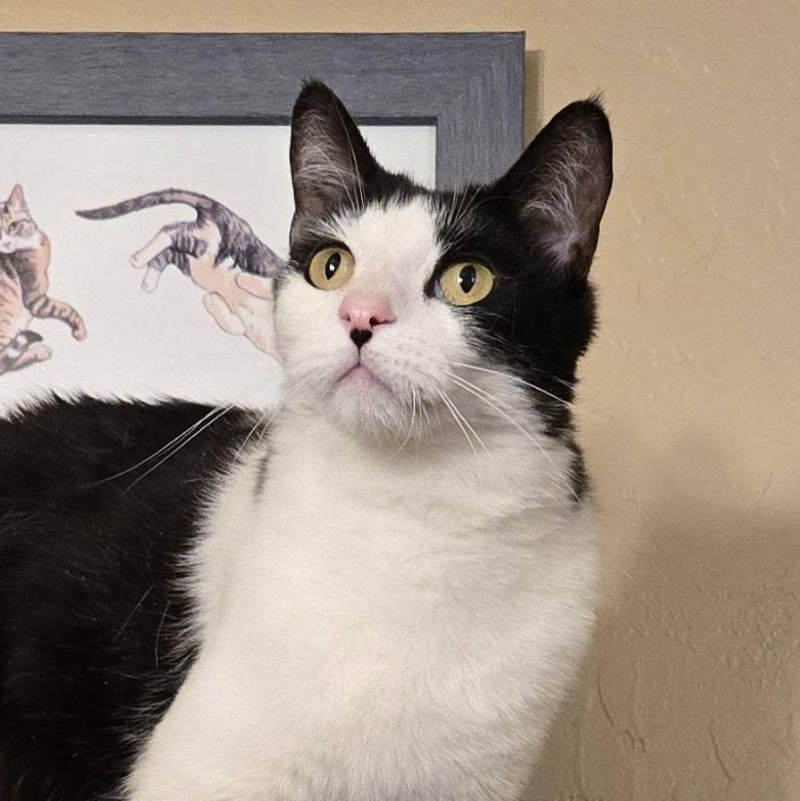 Enlarge Dexter, a Adoptable Domestic Short Hair in Queen Creek, AZ image 3/4