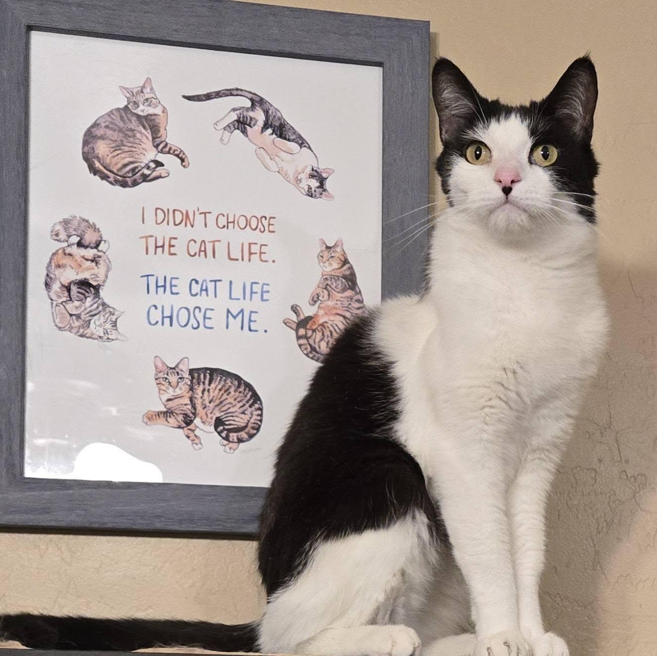 Enlarge Dexter, a Adoptable Domestic Short Hair in Queen Creek, AZ image 4/4