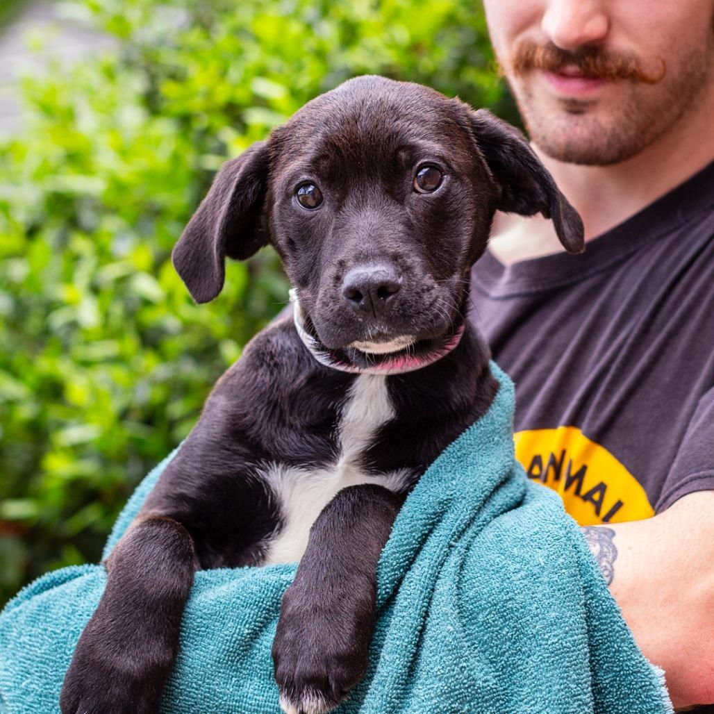 Berry Bamboo, Adoptable, Puppy Female Cattle Dog & Labrador Retriever.