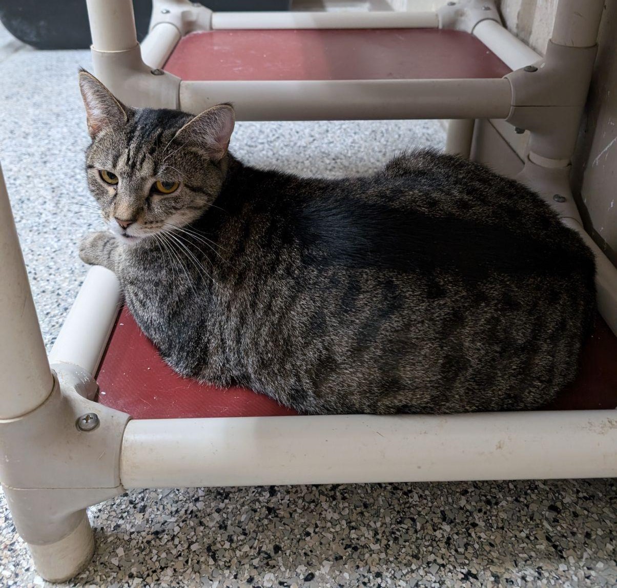 Enlarge Riley, a Adoptable Tabby in Wilmington, OH image 4/4