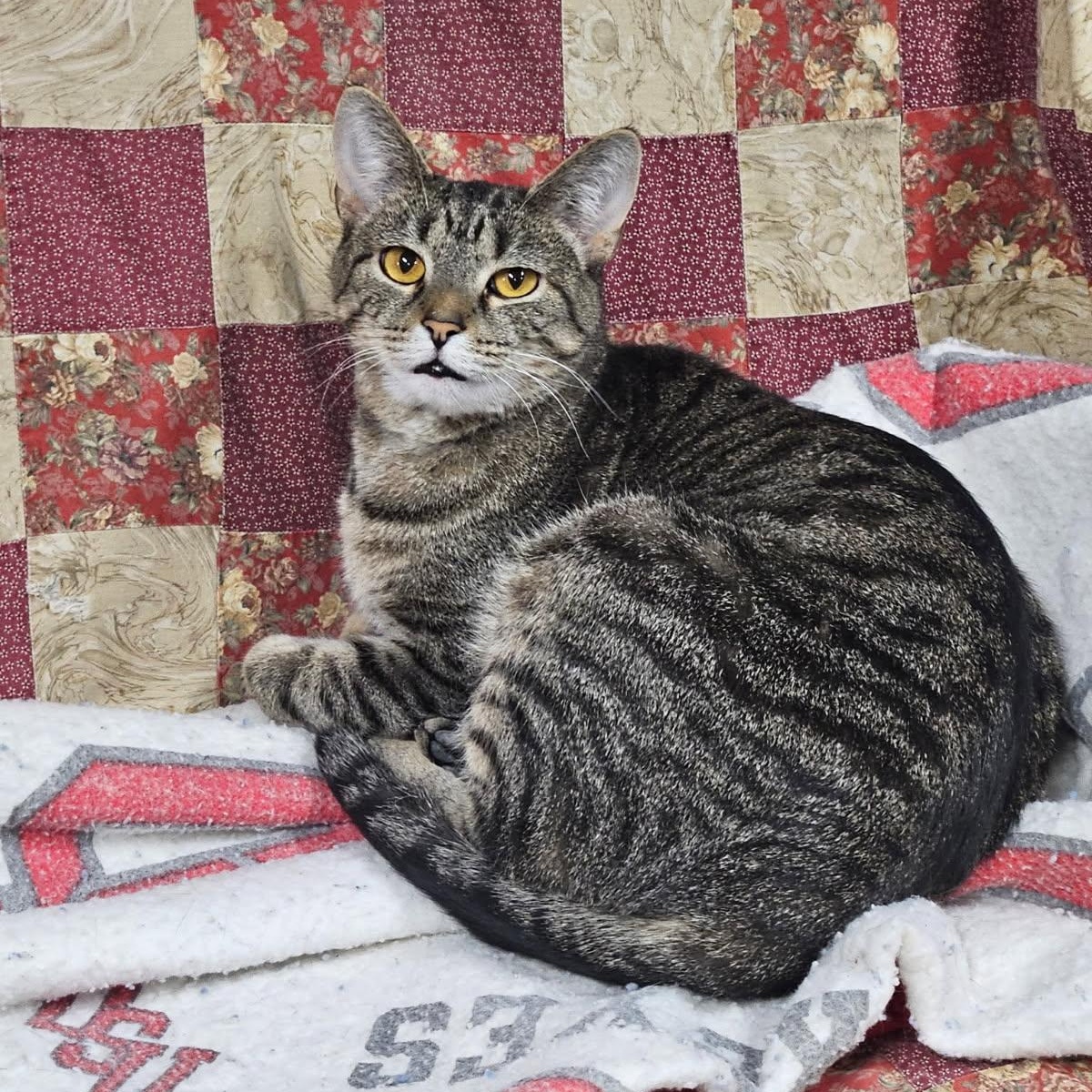 Enlarge Riley, a Adoptable Tabby in Wilmington, OH image 1/4