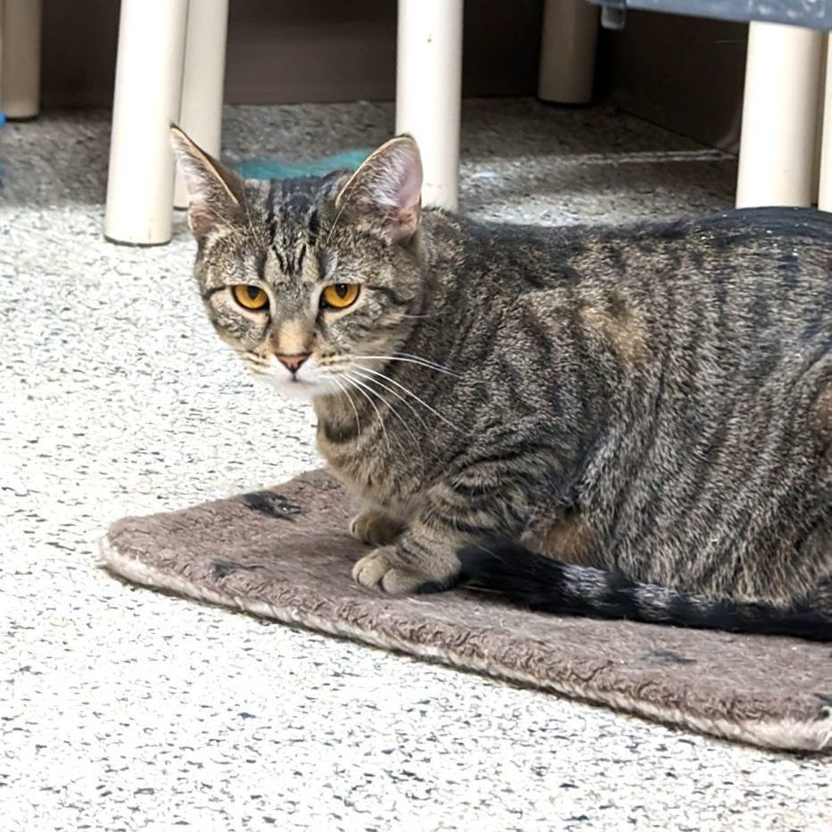 Enlarge Riley, a Adoptable Tabby in Wilmington, OH image 3/4