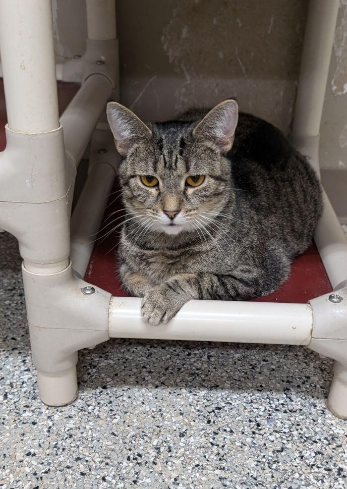 Enlarge Riley, a Adoptable Tabby in Wilmington, OH image 2/4