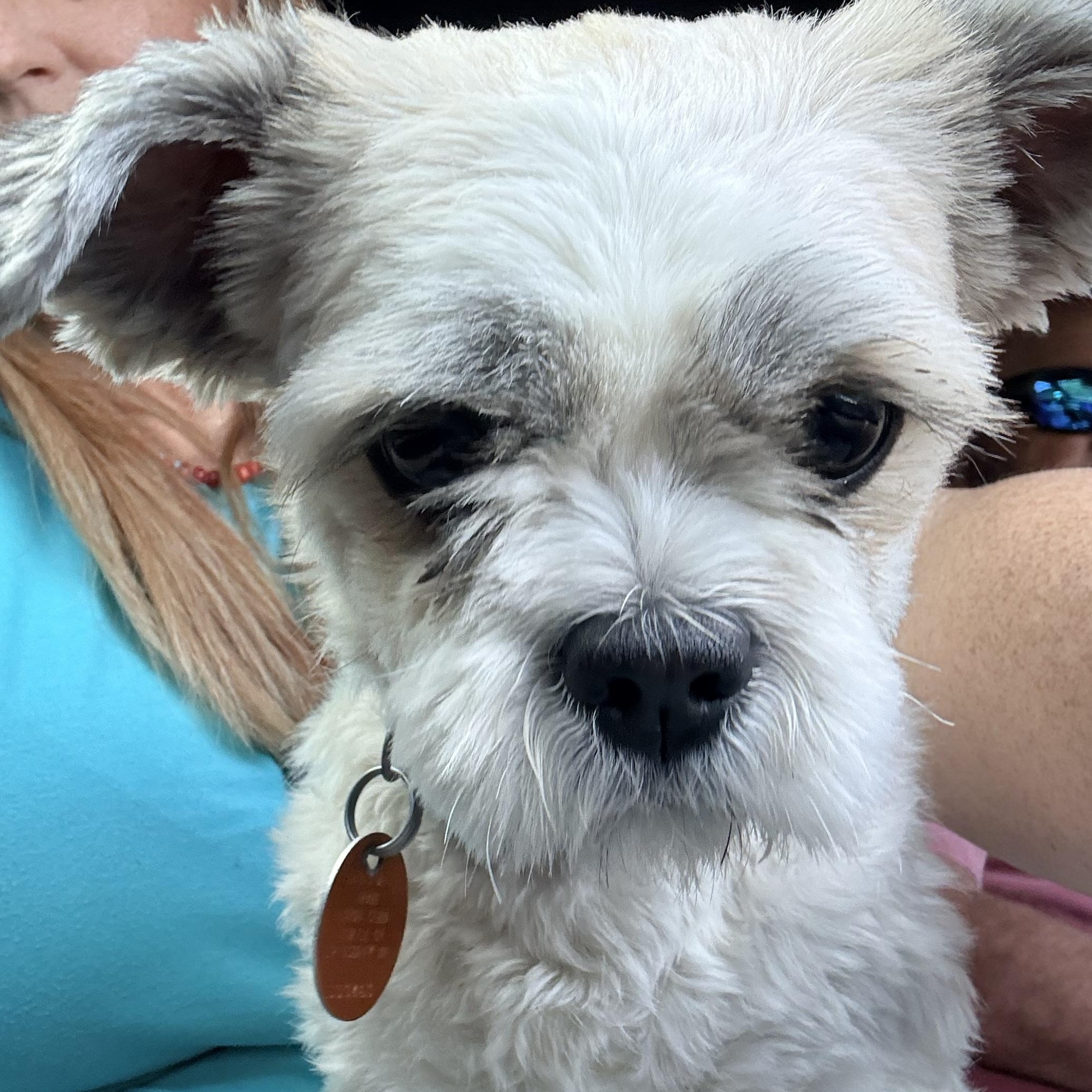 Enlarge Phat Phat, an adopted Shih Tzu in Douglas, GA image 3/3