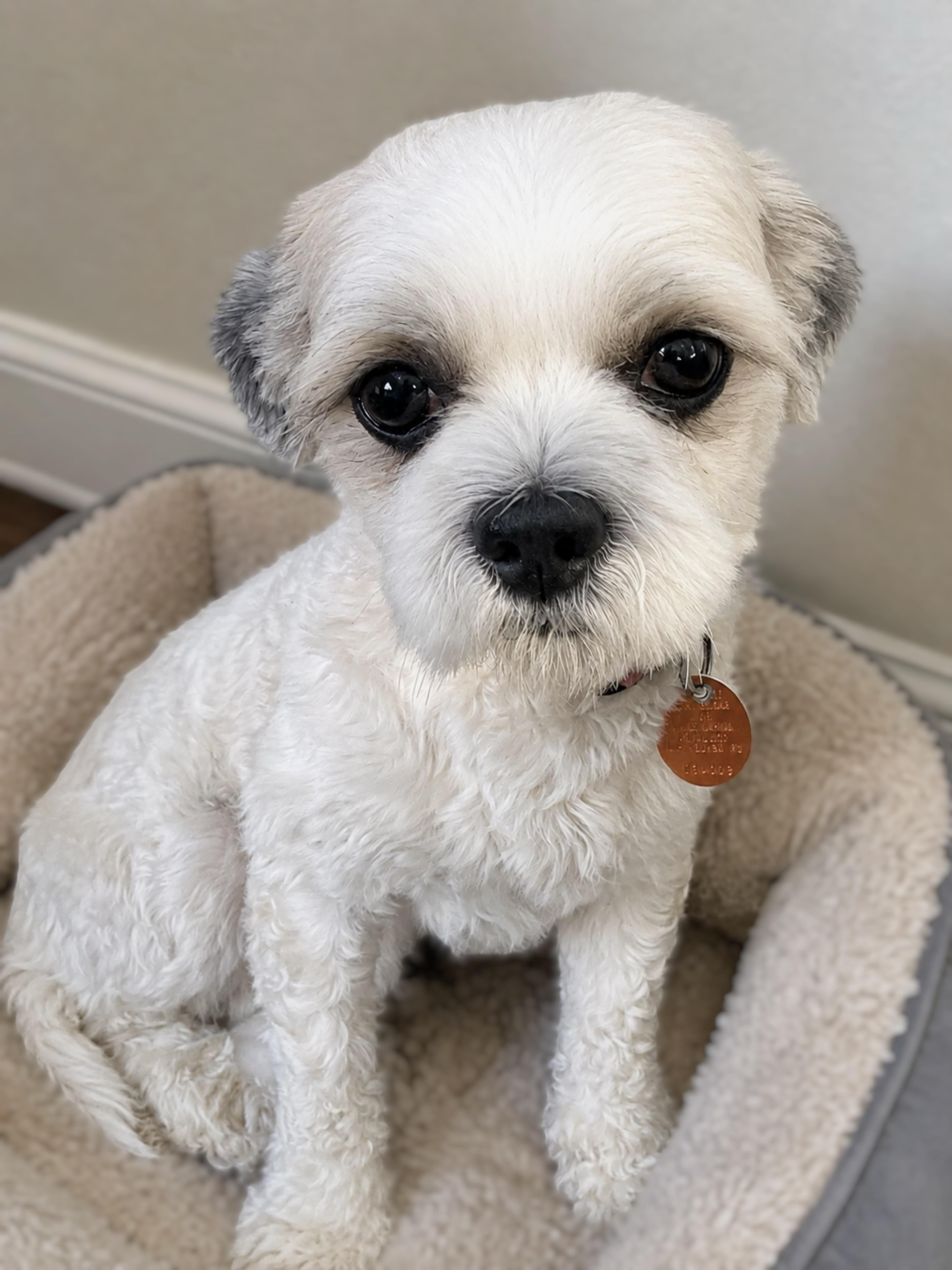 Enlarge Phat Phat, an adopted Shih Tzu in Douglas, GA image 1/3