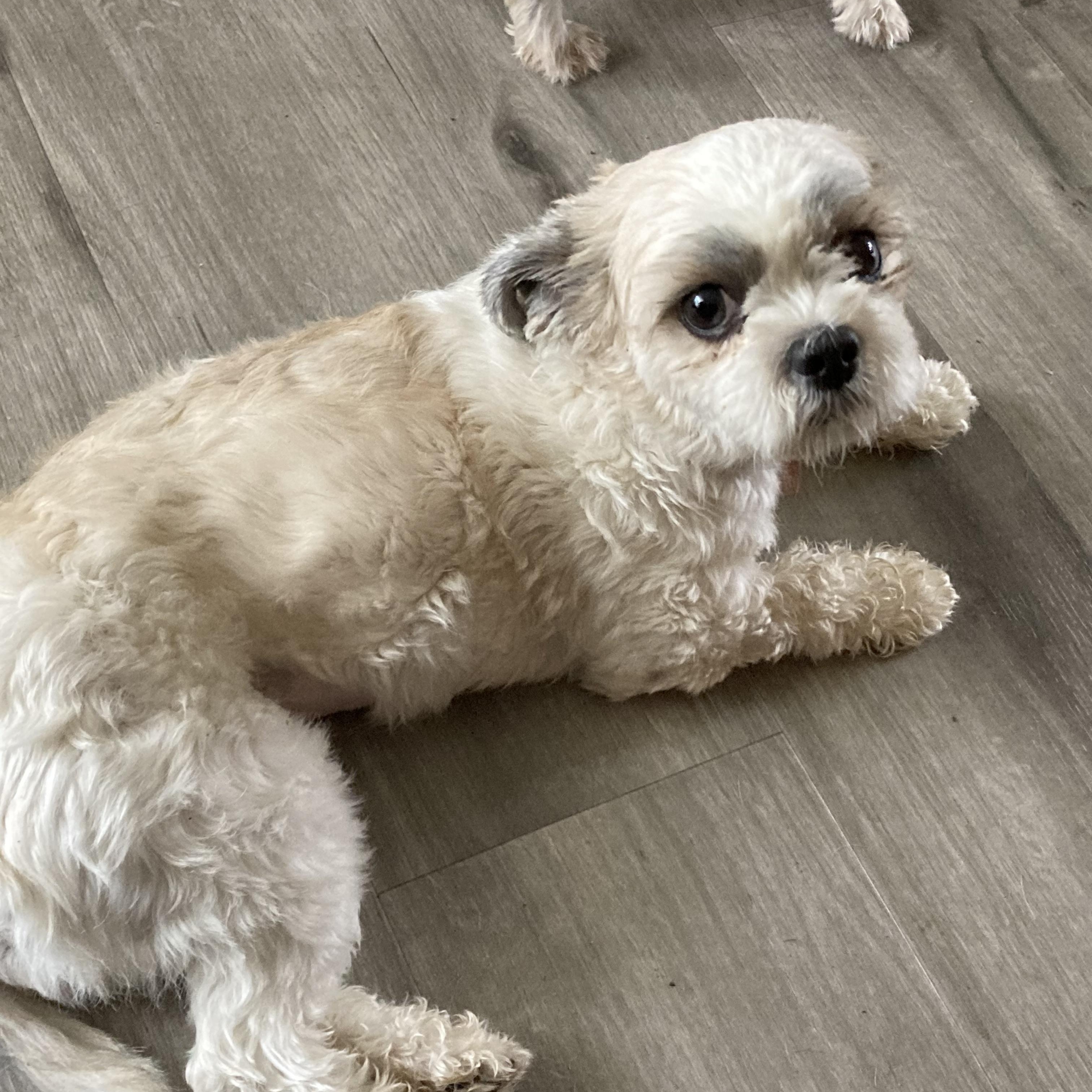 Enlarge Phat Phat, an adopted Shih Tzu in Douglas, GA image 2/3