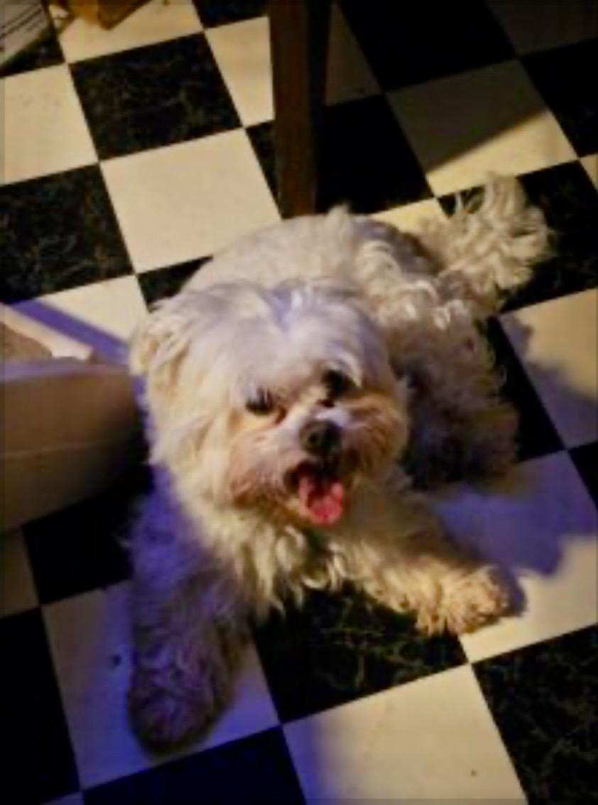 Dapper Dan, Adoptable, Young Male West Highland White Terrier / Westie & Poodle.