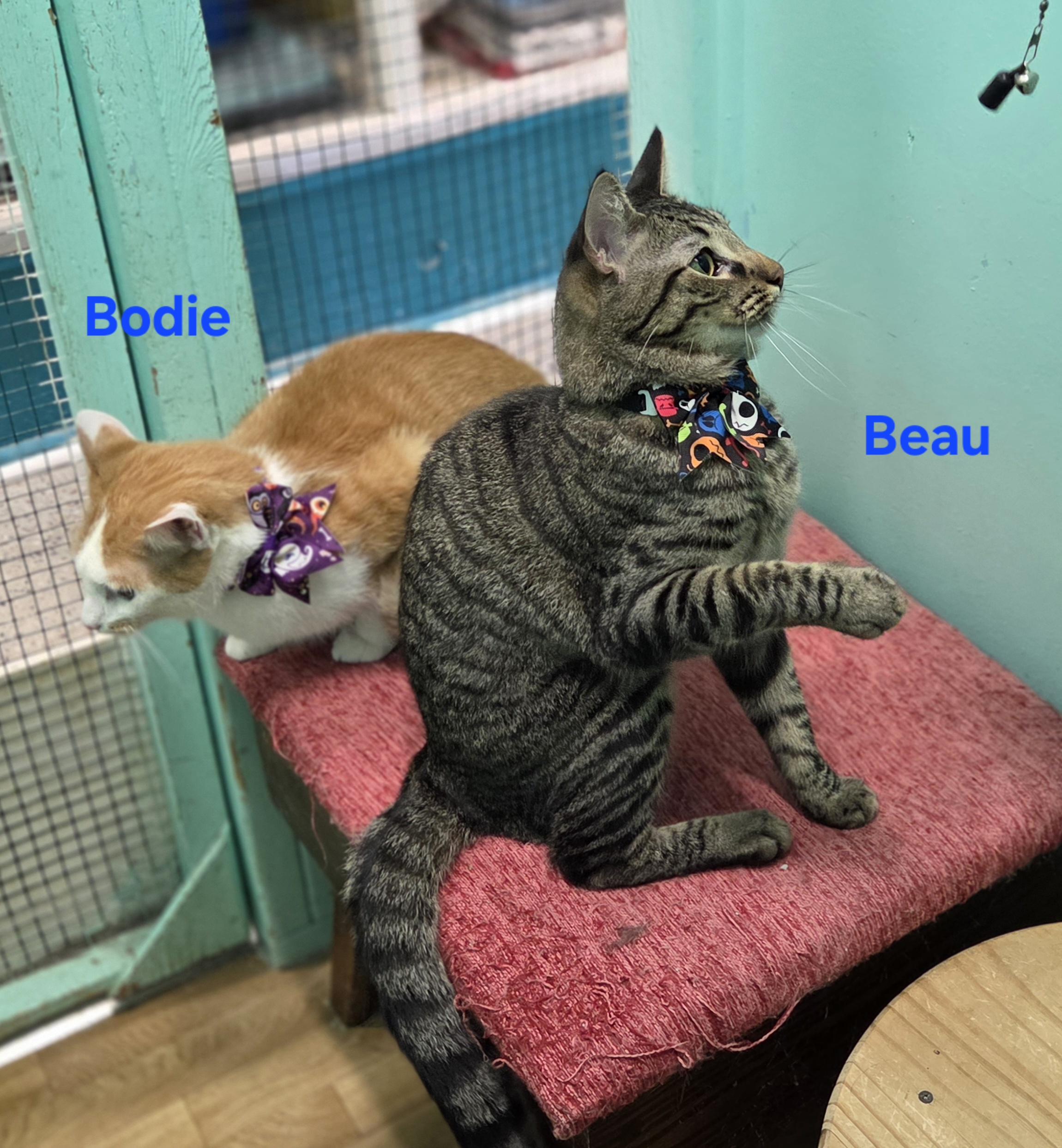Enlarge Bodie, a ADOPTABLE mixed breed in Whitewater, WI image 3/3