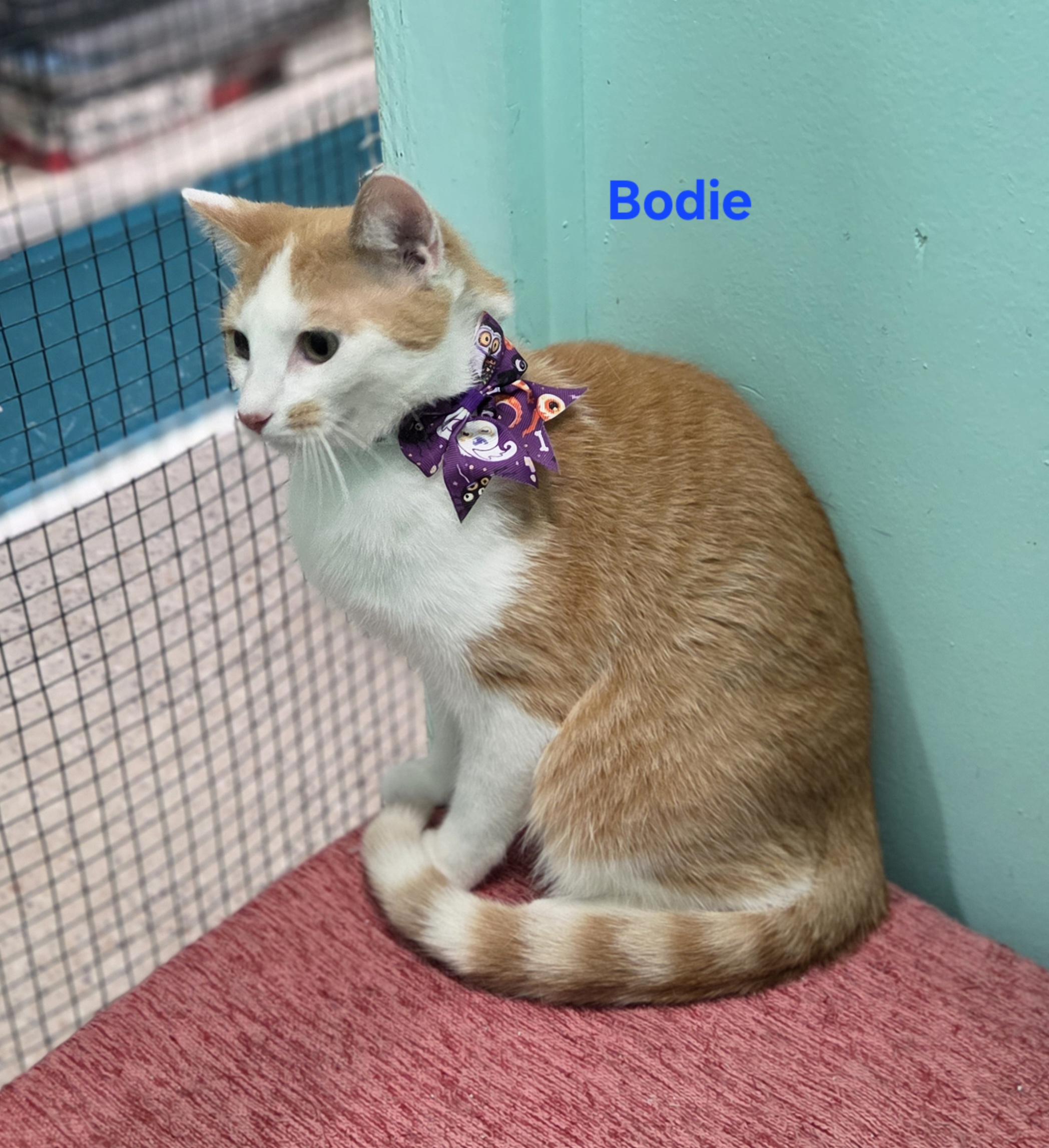 Enlarge Bodie, a ADOPTABLE mixed breed in Whitewater, WI image 2/3