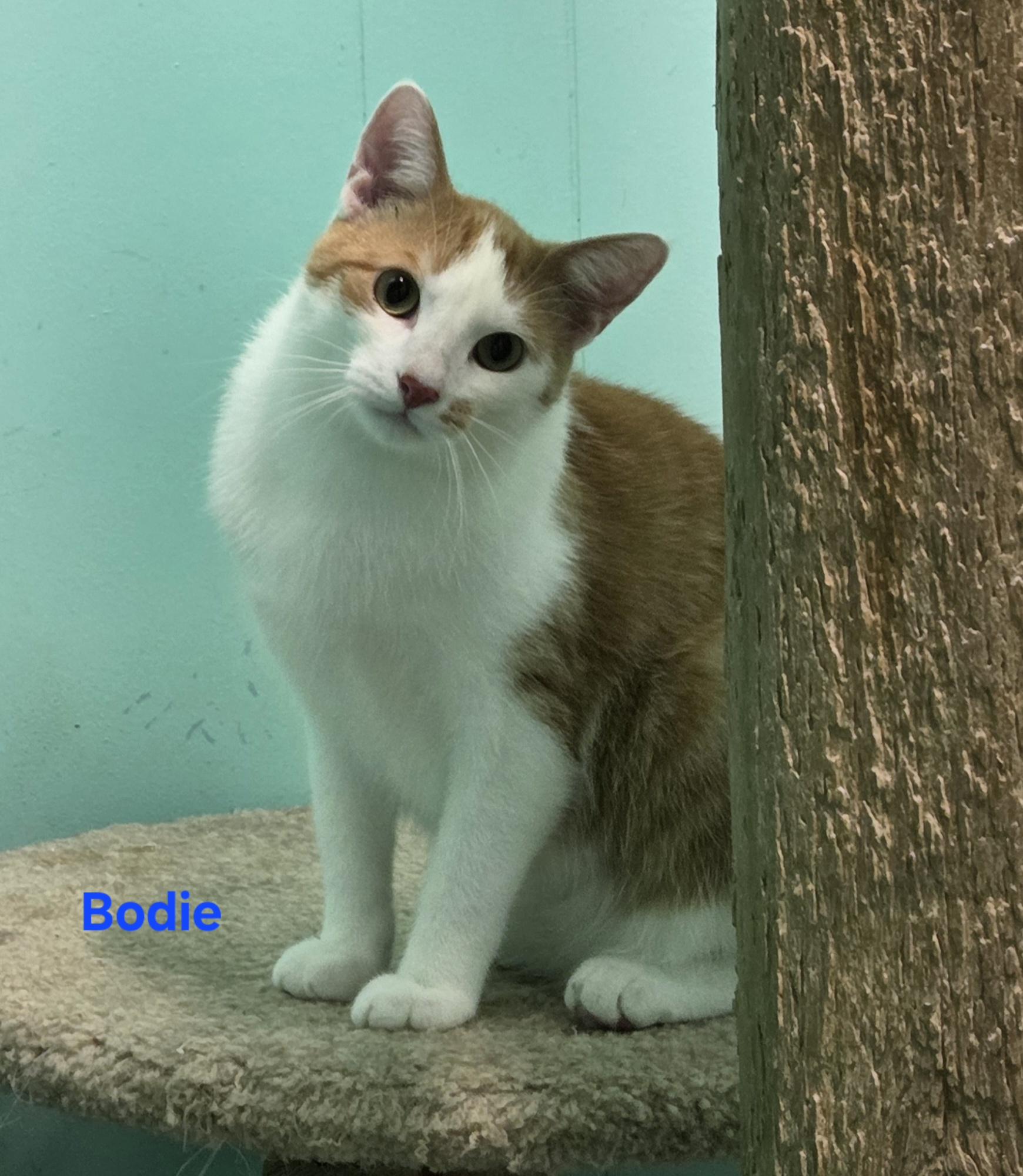 Bodie, ADOPTABLE, Young Male Domestic Short Hair.