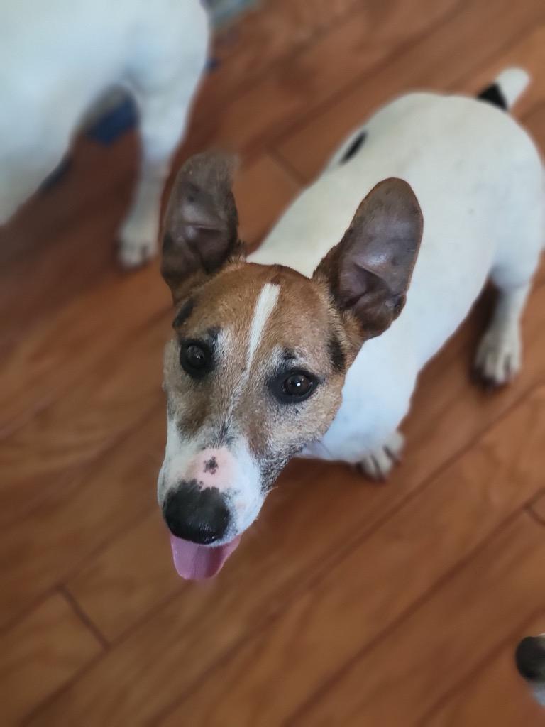 Rupert, Adopted, Adult Male Jack Russell Terrier.