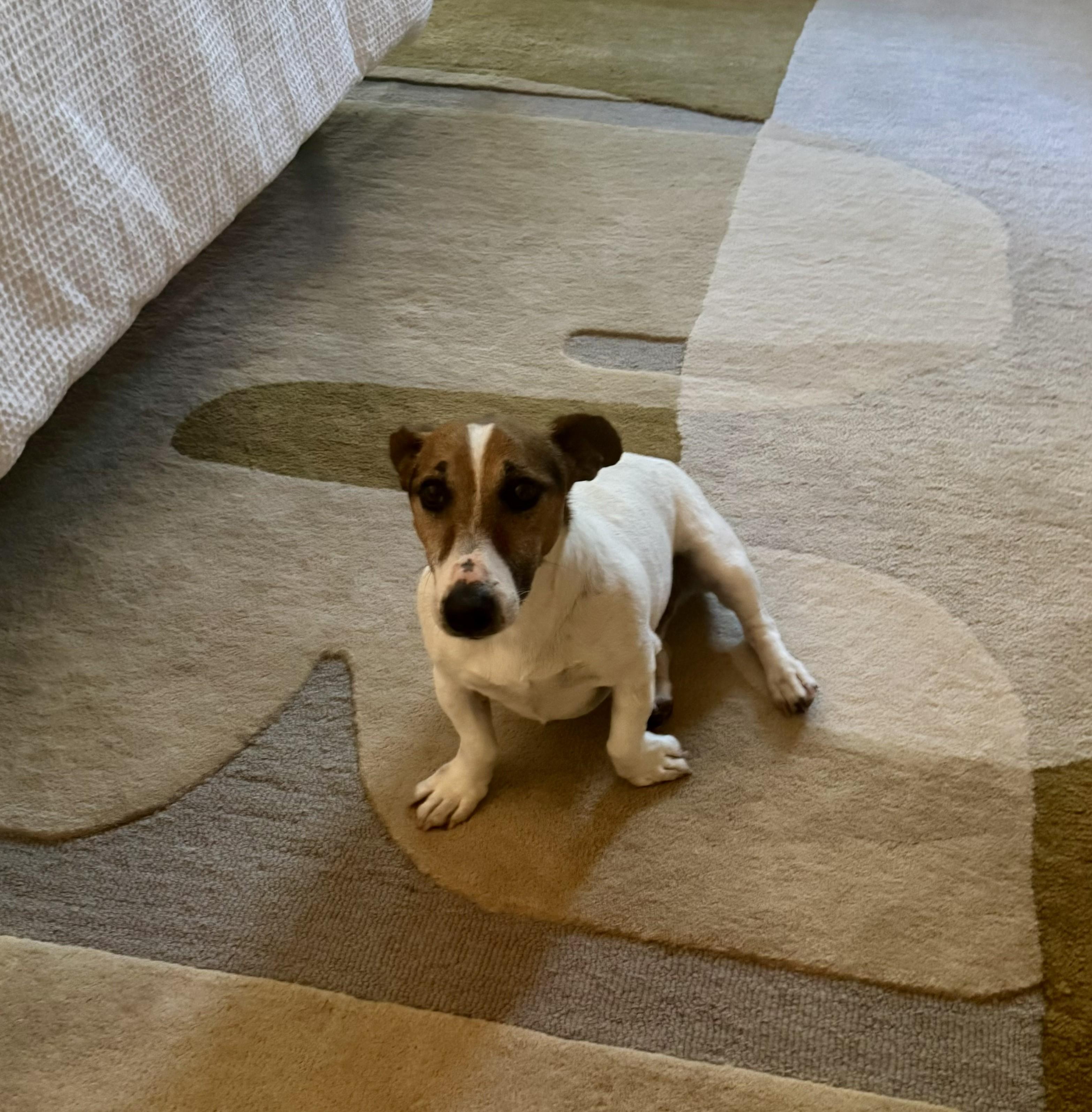 Enlarge Rupert, a Adopted Jack Russell Terrier in Durham, NC image 2/2