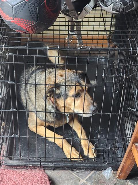 Enlarge PANCHO, a Adoptable mixed breed in Ogden, UT image 2/3