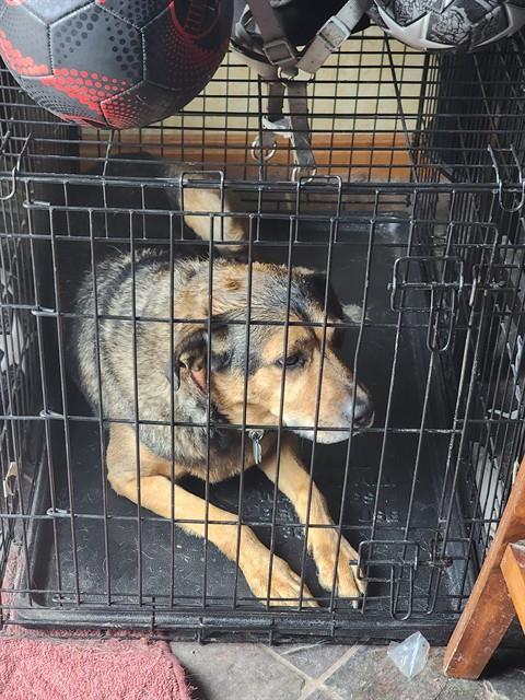 Enlarge PANCHO, a Adoptable mixed breed in Ogden, UT image 3/3