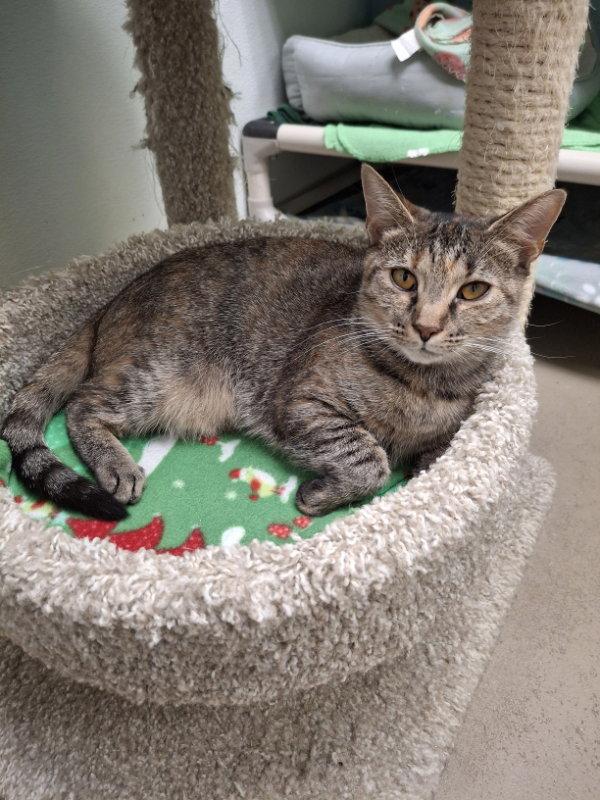 Enlarge Misty, a Adoptable Domestic Short Hair in Gonic, NH image 1/3
