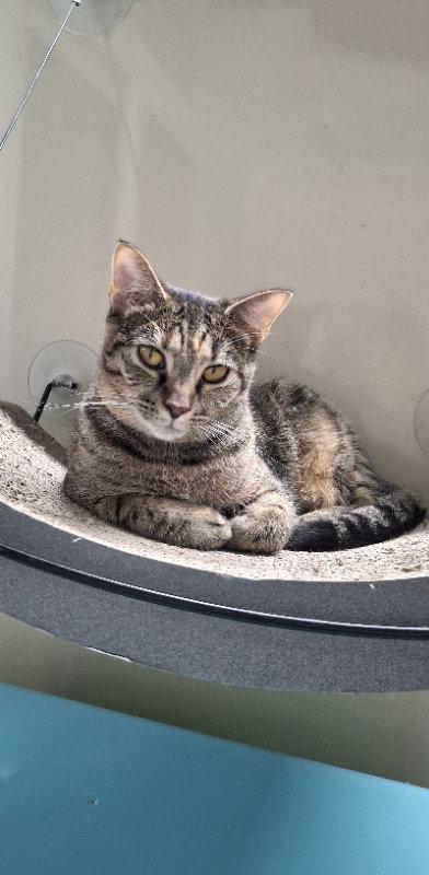 Enlarge Misty, a Adoptable Domestic Short Hair in Gonic, NH image 2/3