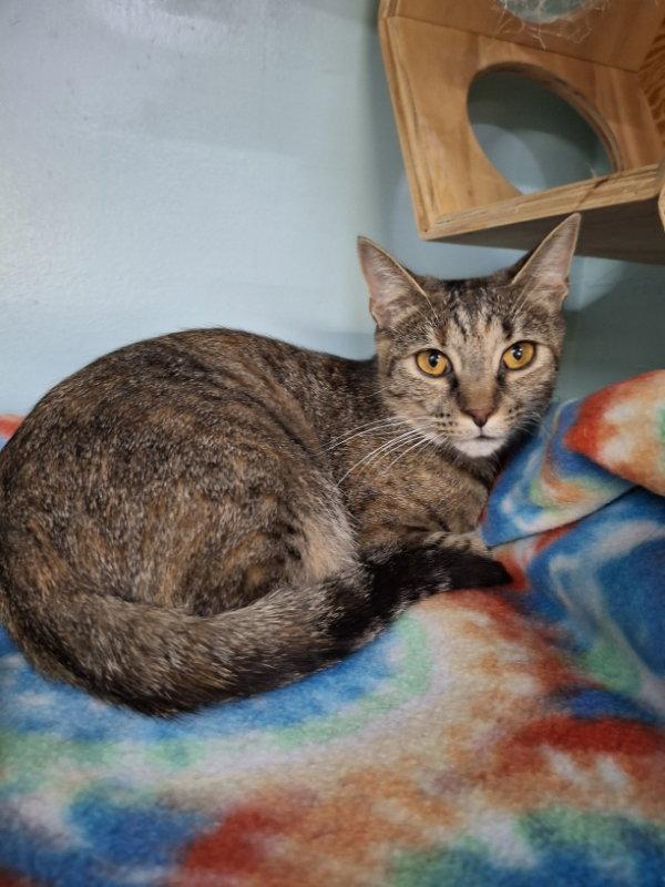 Enlarge Misty, a Adoptable Domestic Short Hair in Gonic, NH image 3/3
