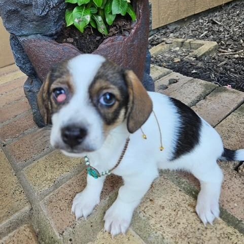 McGinger, Adoptable, Puppy Female Chiweenie.