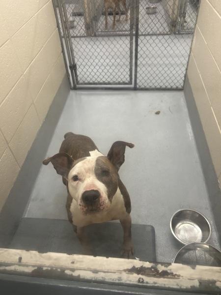 Pen 157 Amy, Adoptable, Adult Female Pit Bull Terrier.