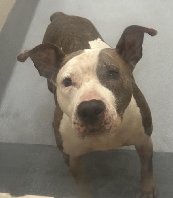 Enlarge Pen 157 Amy, a Adoptable mixed breed in Lawrenceville, GA image 2/3