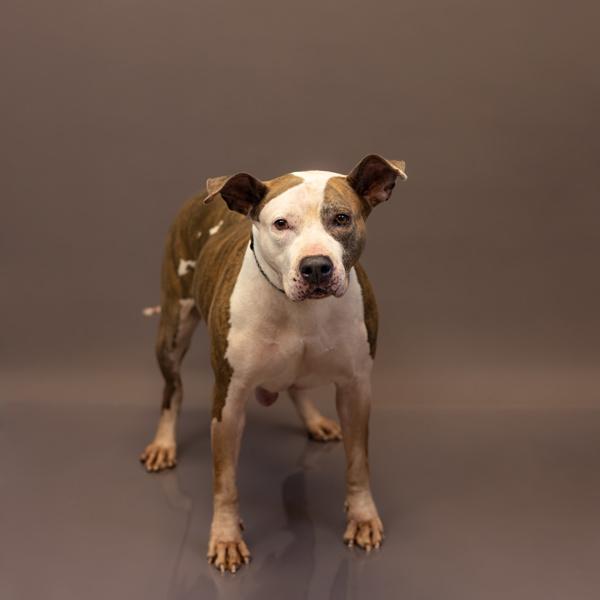 Enlarge Pen 157 Amy, a Adoptable mixed breed in Lawrenceville, GA image 3/3
