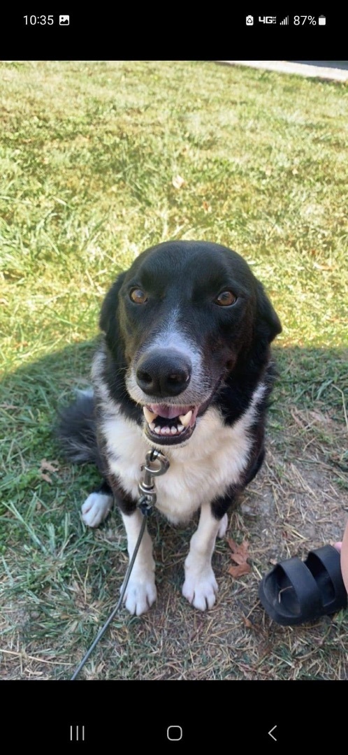 Eli, Adopted, Young Male Border Collie.