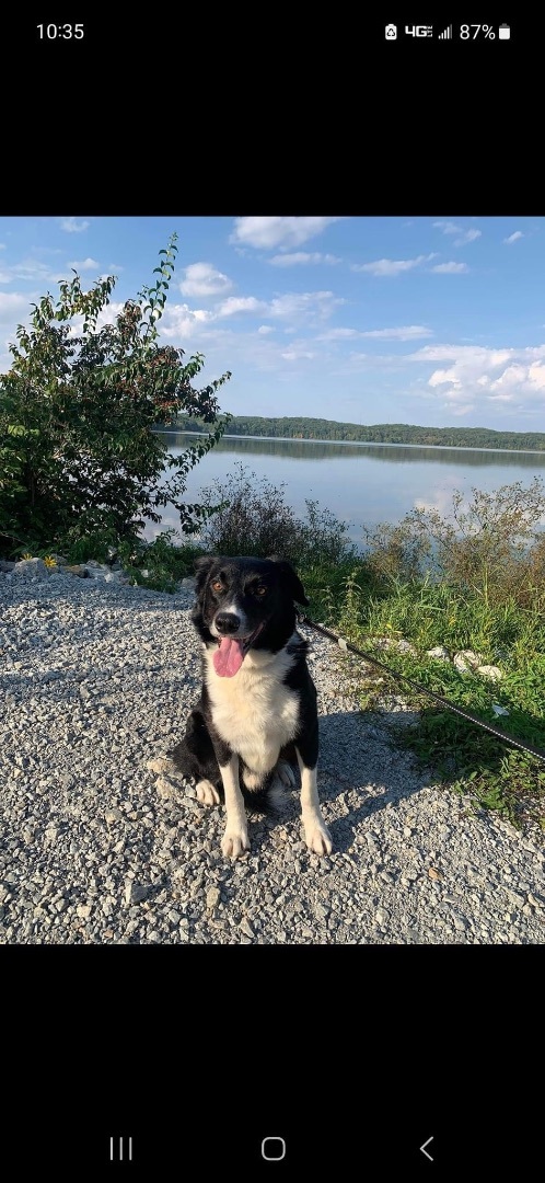 Eli, a Adopted Border Collie in Tuscola, IL image 2/2