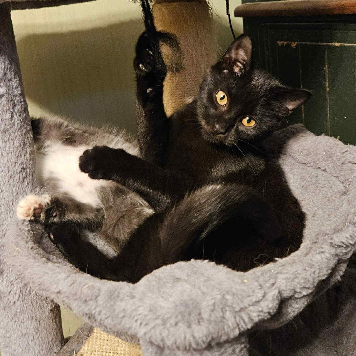 Asteroid, Adoptable, Kitten Male Domestic Short Hair.