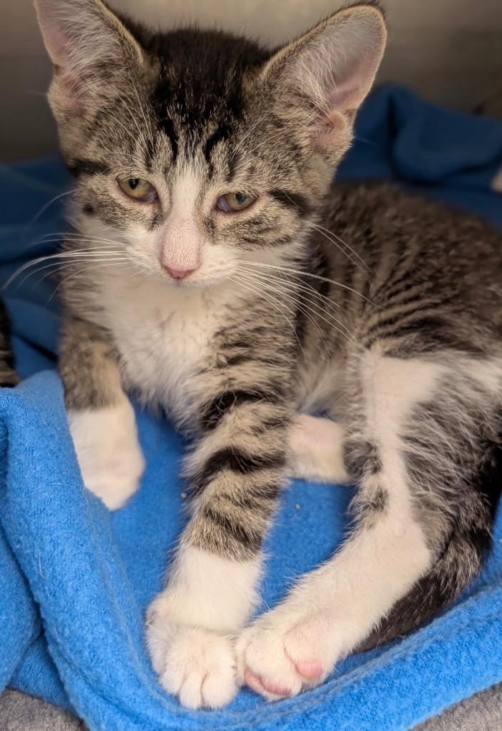 Enlarge Coconut, a Adoptable mixed breed in Defiance, OH image 1/5