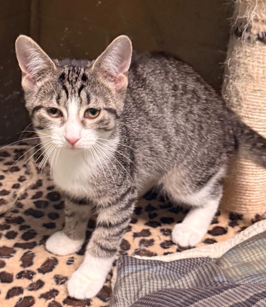 Enlarge Coconut, a Adoptable mixed breed in Defiance, OH image 2/5