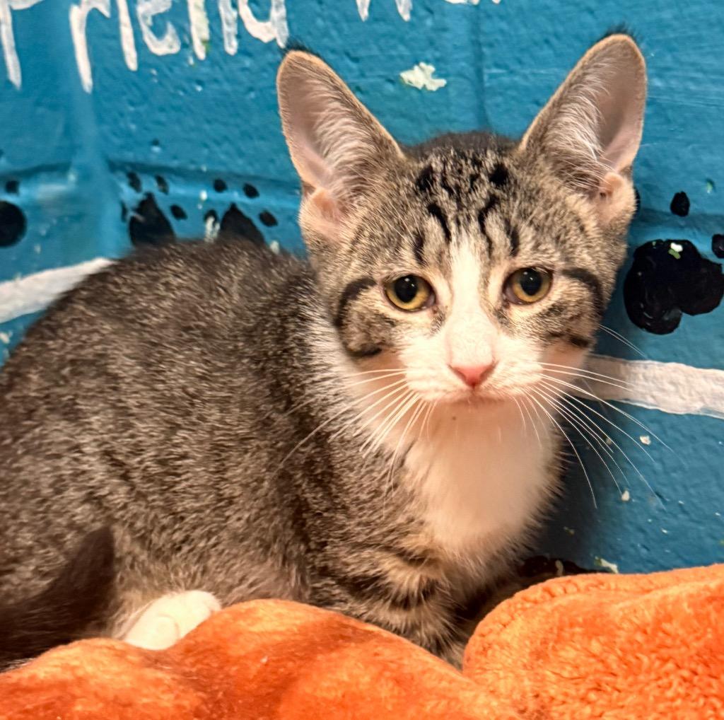 Enlarge Coconut, a Adoptable mixed breed in Defiance, OH image 3/5