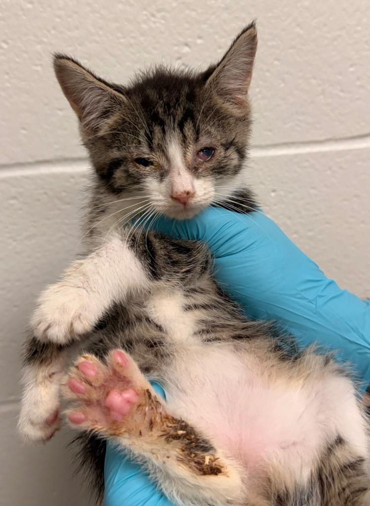 Enlarge Coconut, a Adoptable mixed breed in Defiance, OH image 4/5
