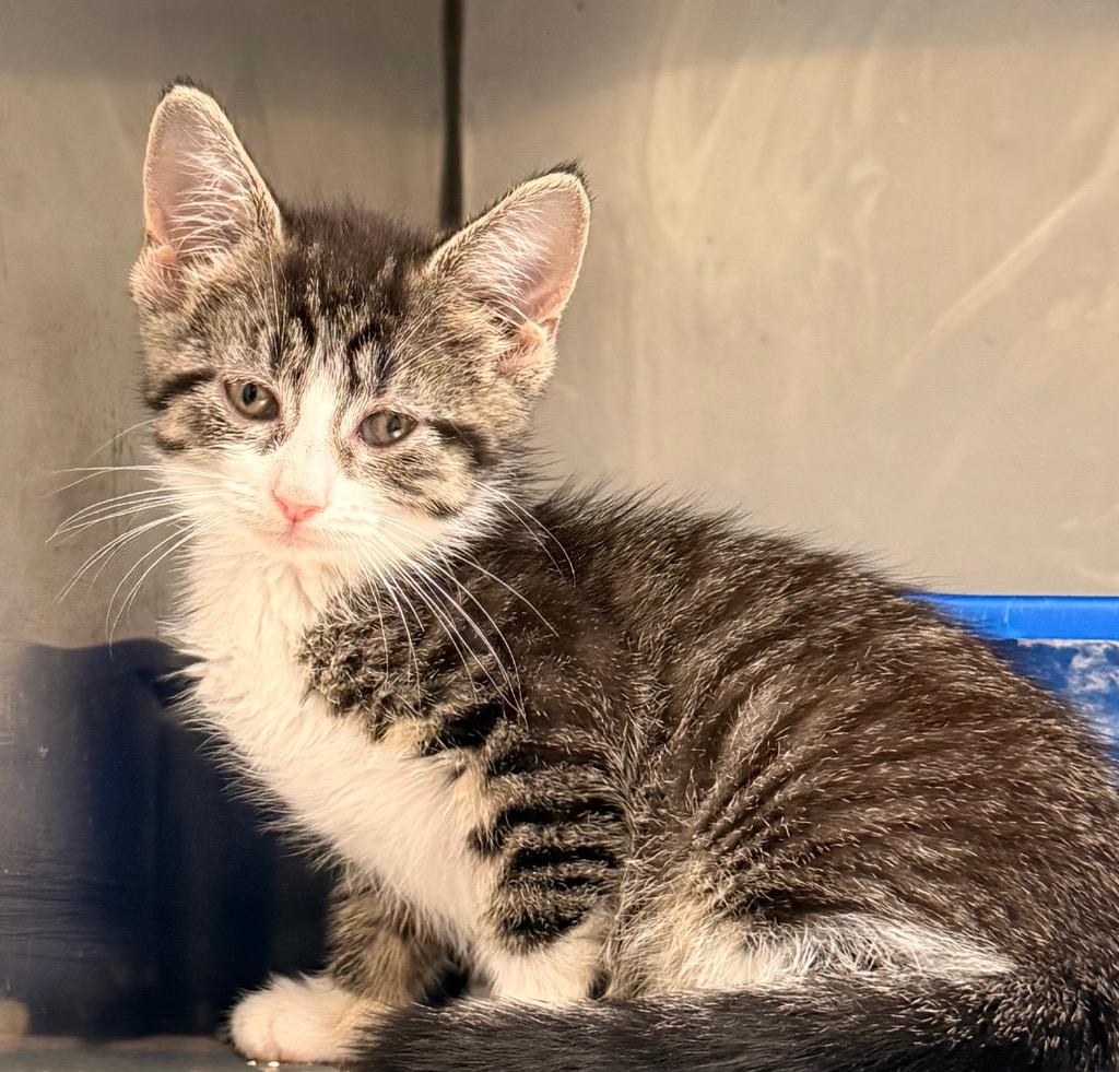 Enlarge Coconut, a Adoptable mixed breed in Defiance, OH image 5/5