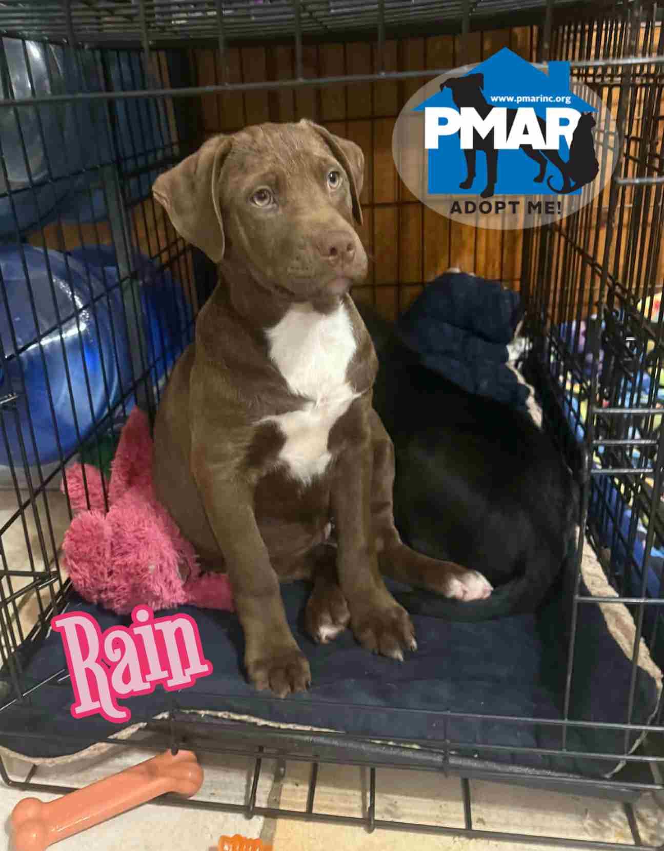 Enlarge Rain, an adopted mixed breed in Binghamton, NY image 1/2