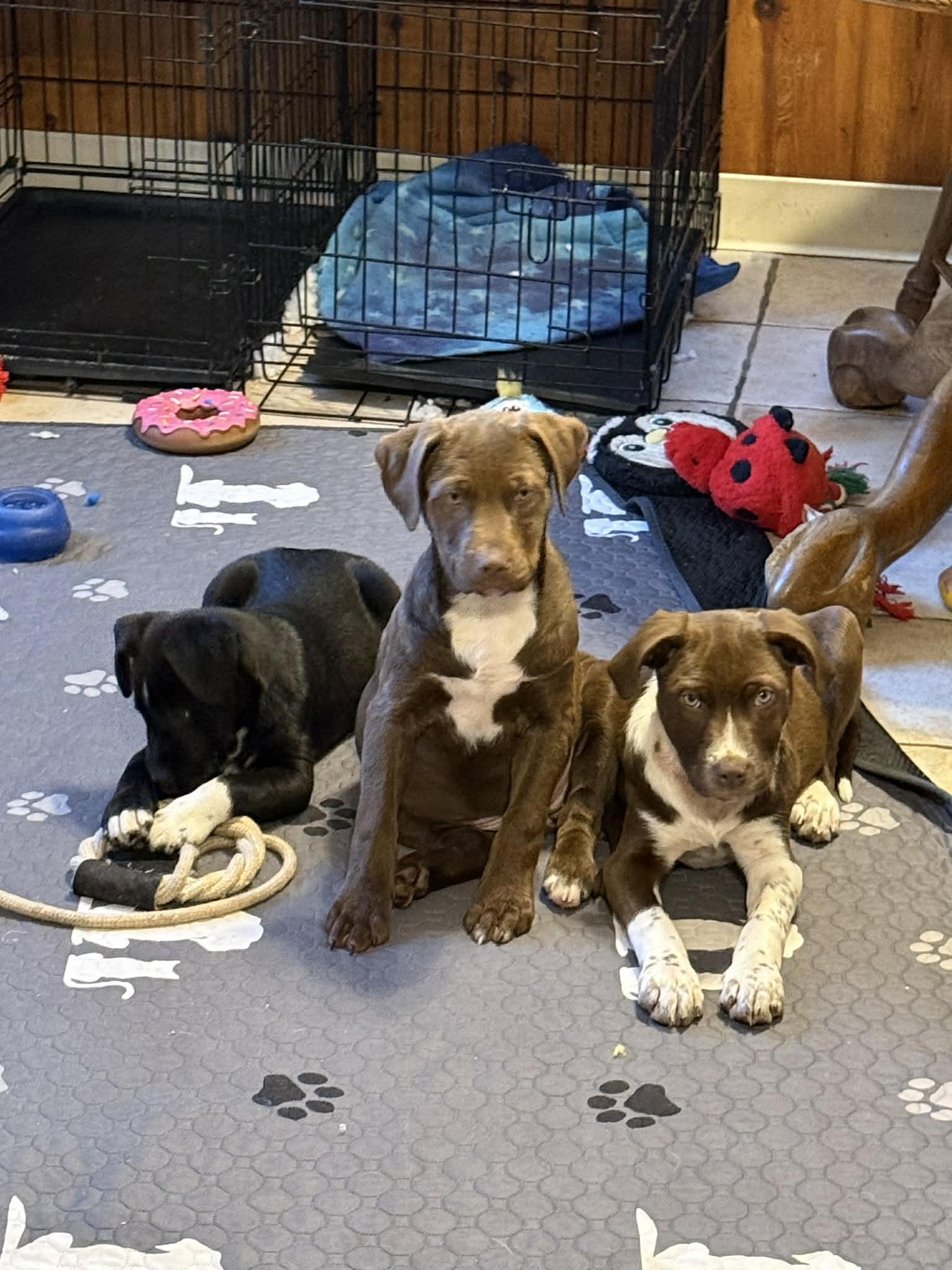 Enlarge Rain, an adopted mixed breed in Binghamton, NY image 2/2