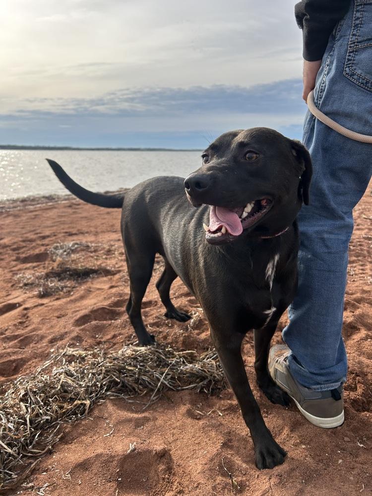 Abigail π¨π¦, Adoptable, Young Female Rhodesian Ridgeback & American Staffordshire Terrier.