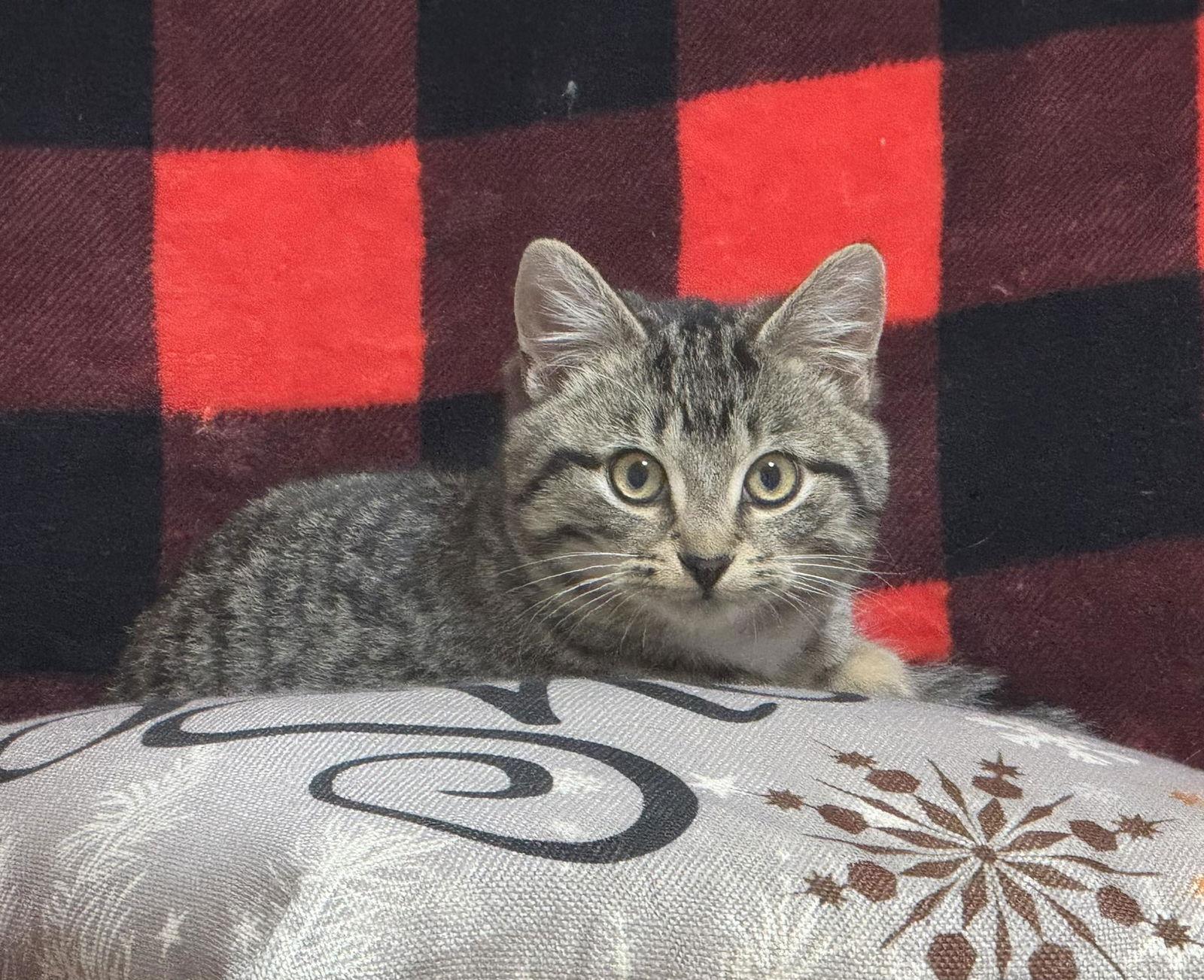 Lio, Adoptable, Young Male Tabby.