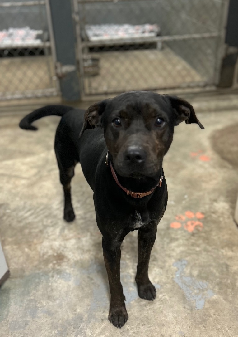 Eddie, Adopted, Young Male Labrador Retriever.