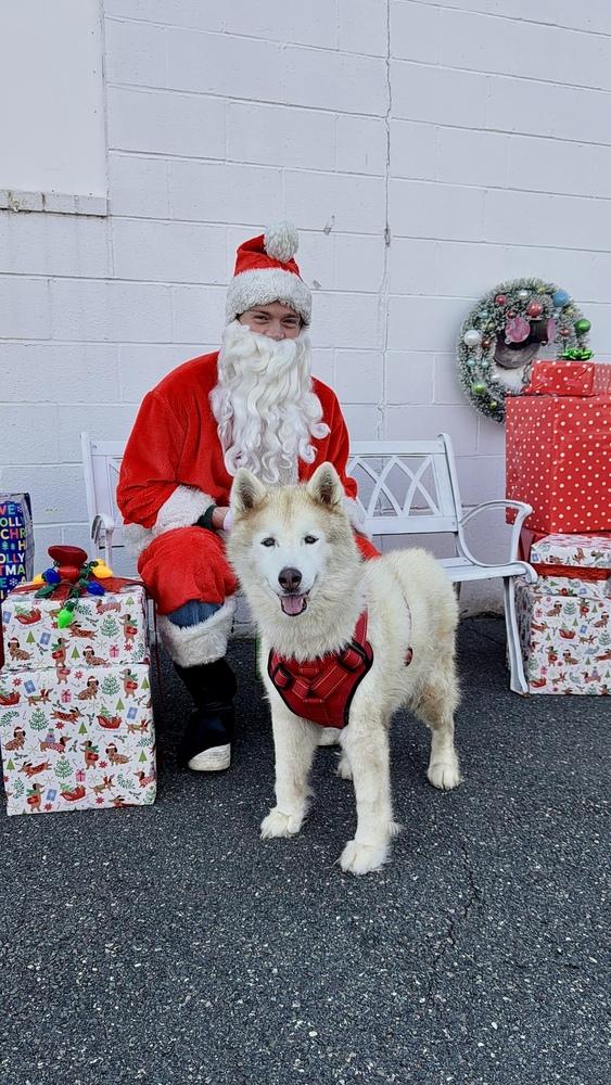 Enlarge Koko, a Adoptable mixed breed in Groveland, MA image 1/4