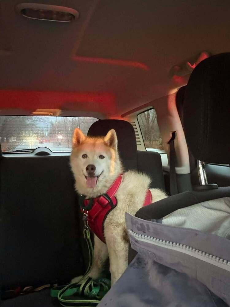 Enlarge Koko, a Adoptable mixed breed in Groveland, MA image 3/4