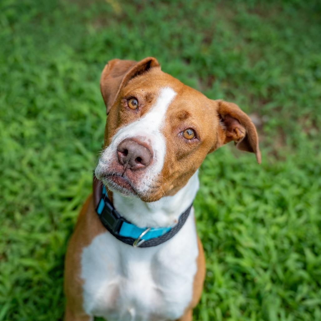 Lily, Adoptable, Adult Female Mixed Breed.