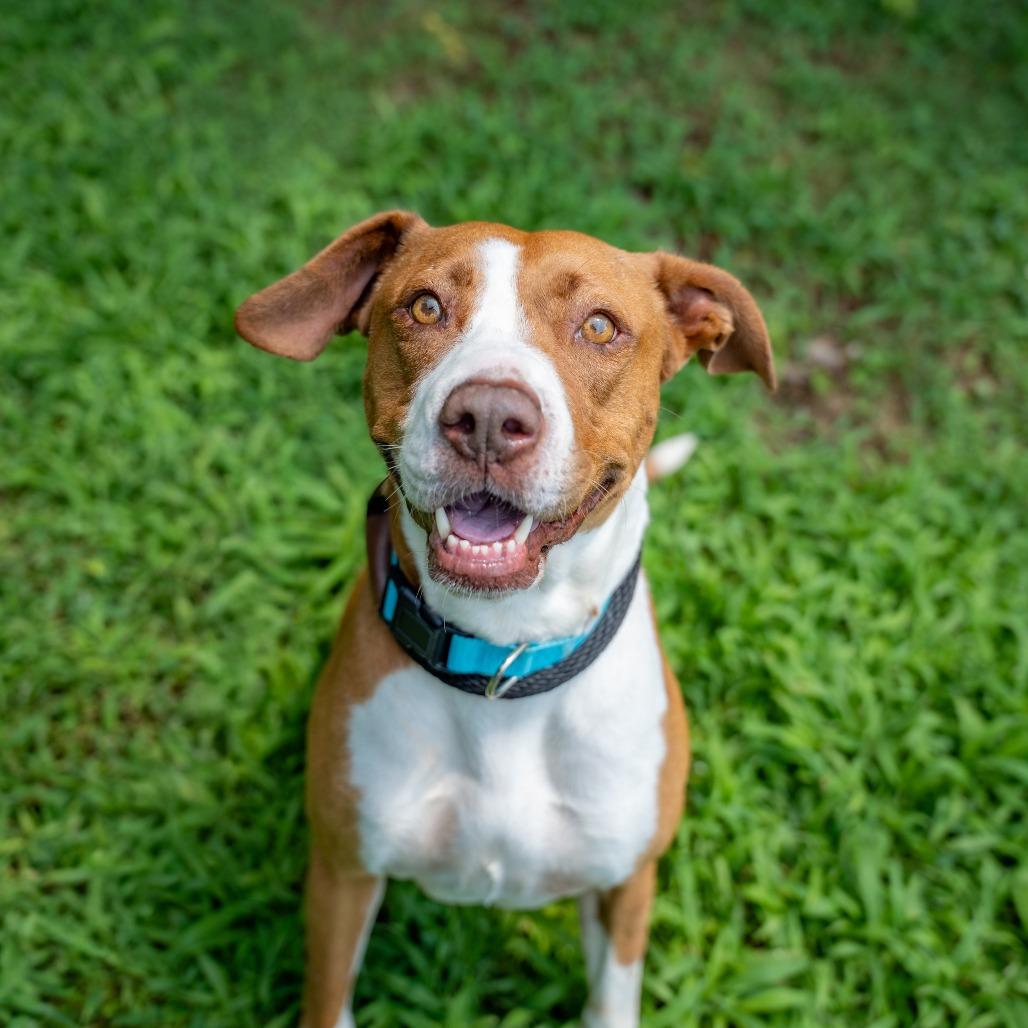 Enlarge Lily, a Adoptable Mixed Breed in Gainesville, GA image 2/3