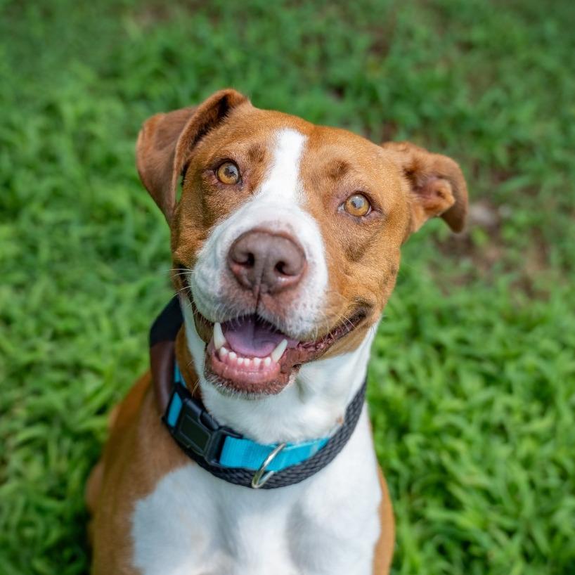 Enlarge Lily, a Adoptable Mixed Breed in Gainesville, GA image 3/3