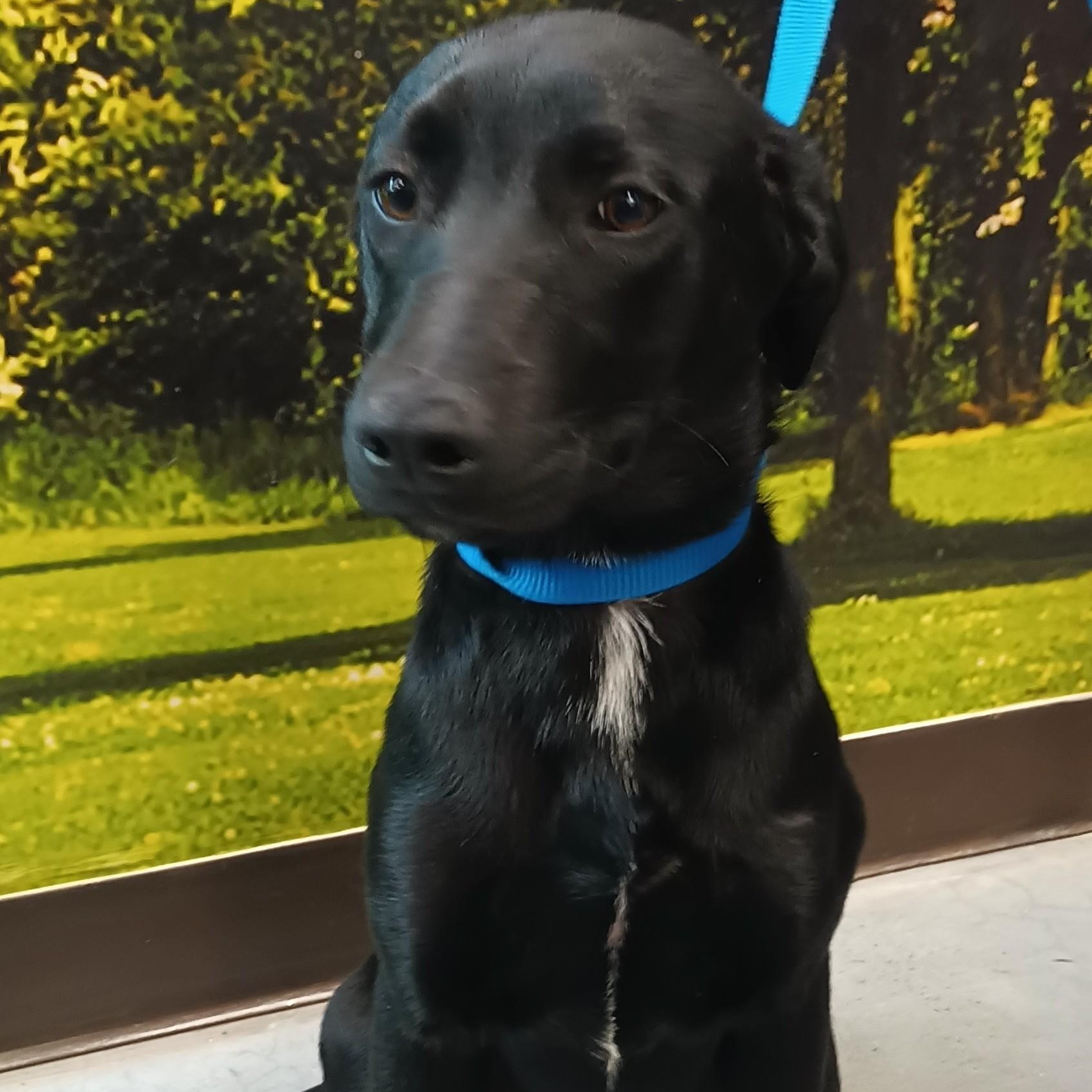 Harel, adopted, Puppy Male Black Labrador Retriever.